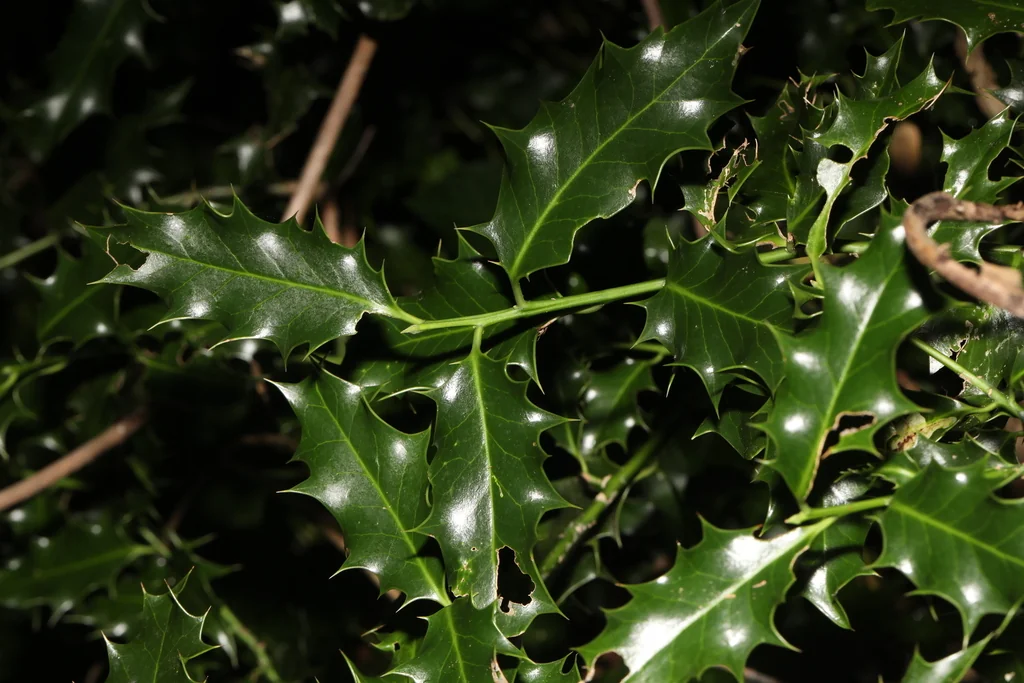 Ilex Aquifolium