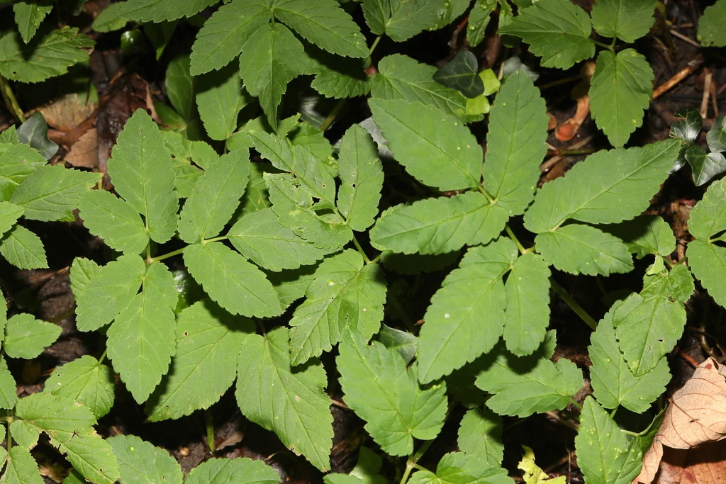 Aegopodium Podagraria