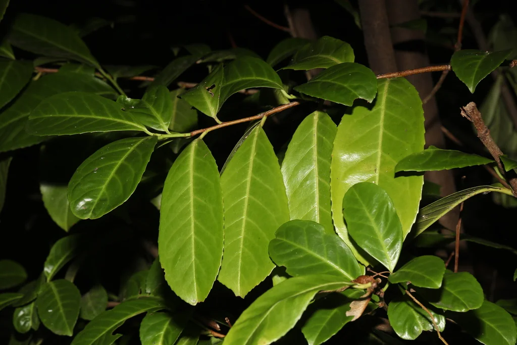 Prunus Laurocerasus