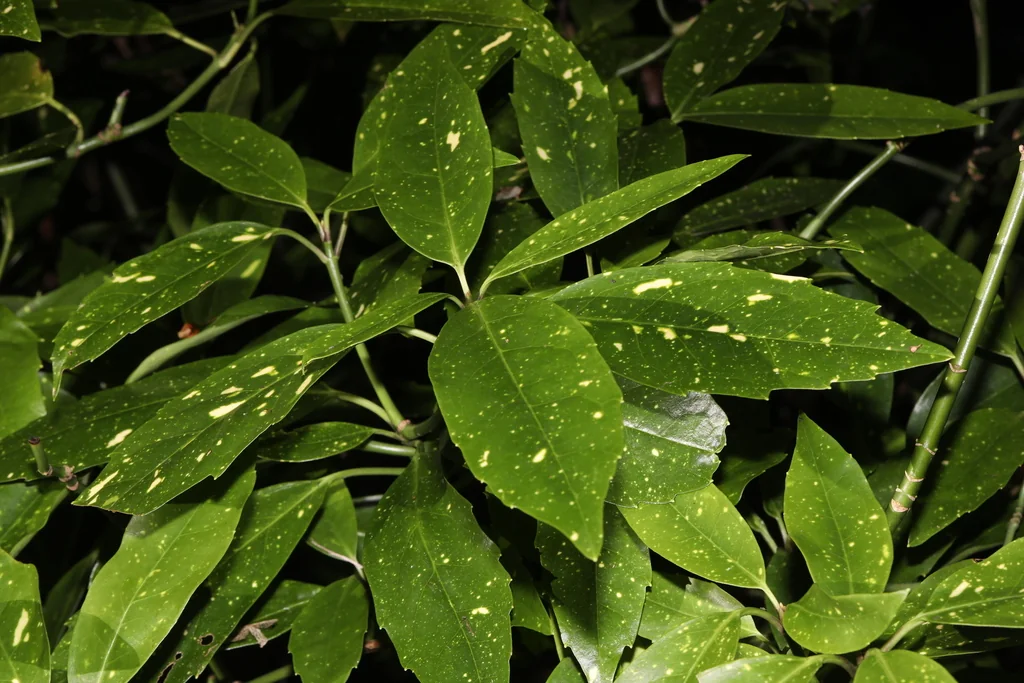 Aucuba Japonica