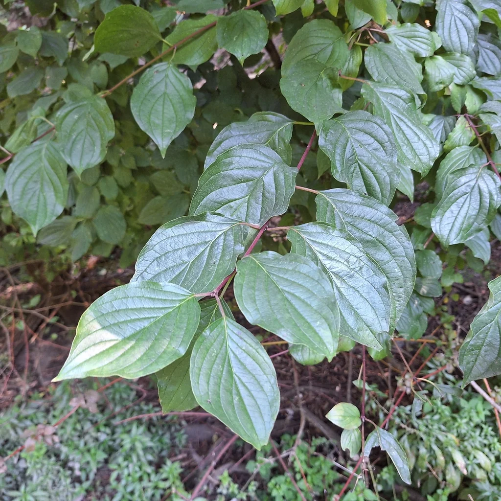 Cornus sanguinea