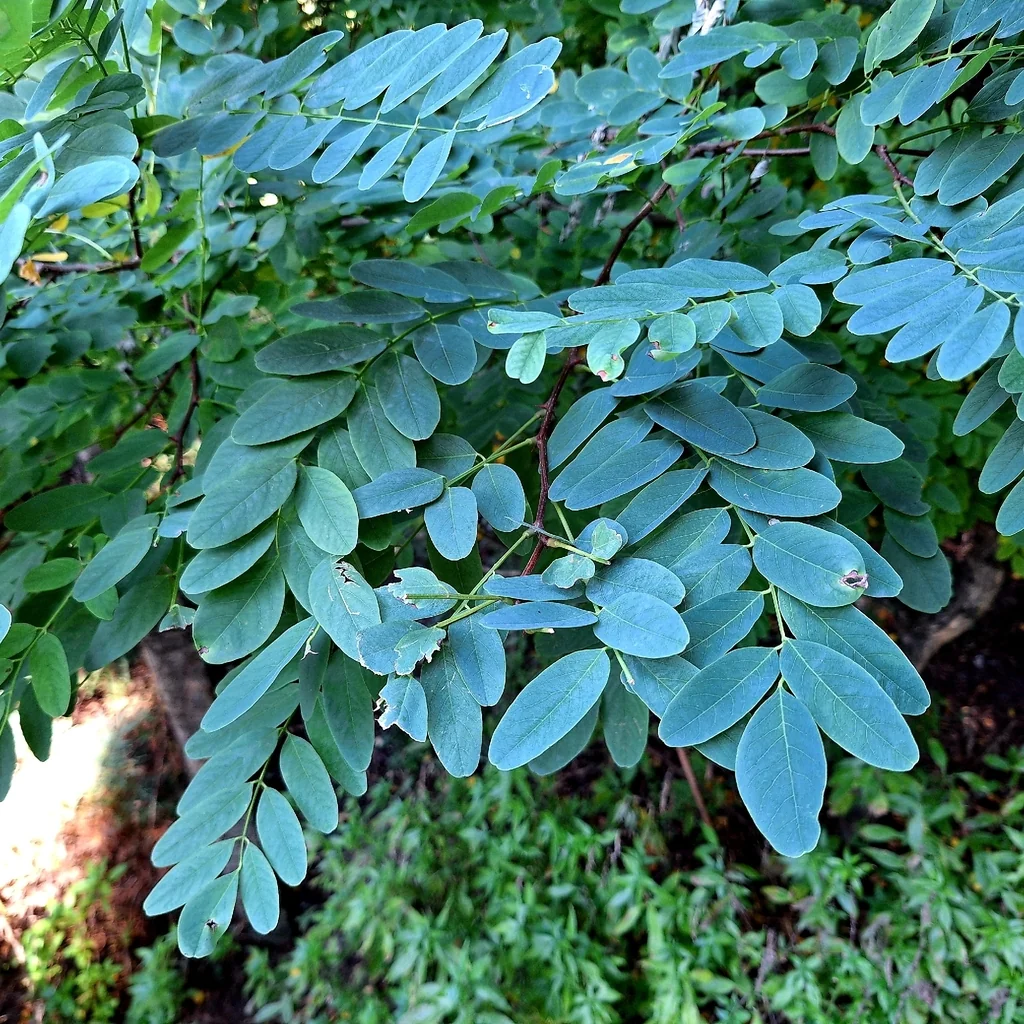 Robinia Pseudoacacia