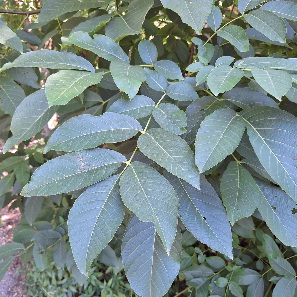 Juglans Regia