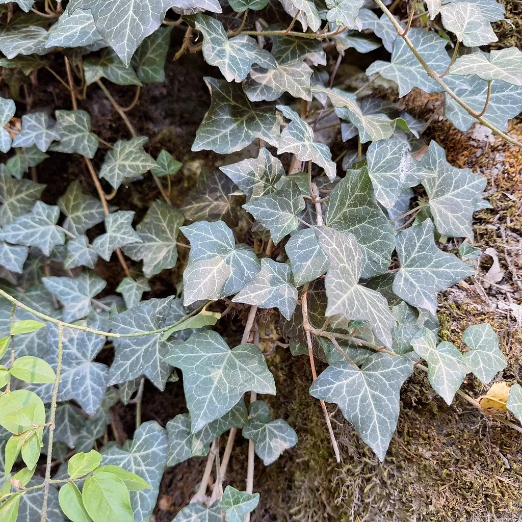 Hedera helix
