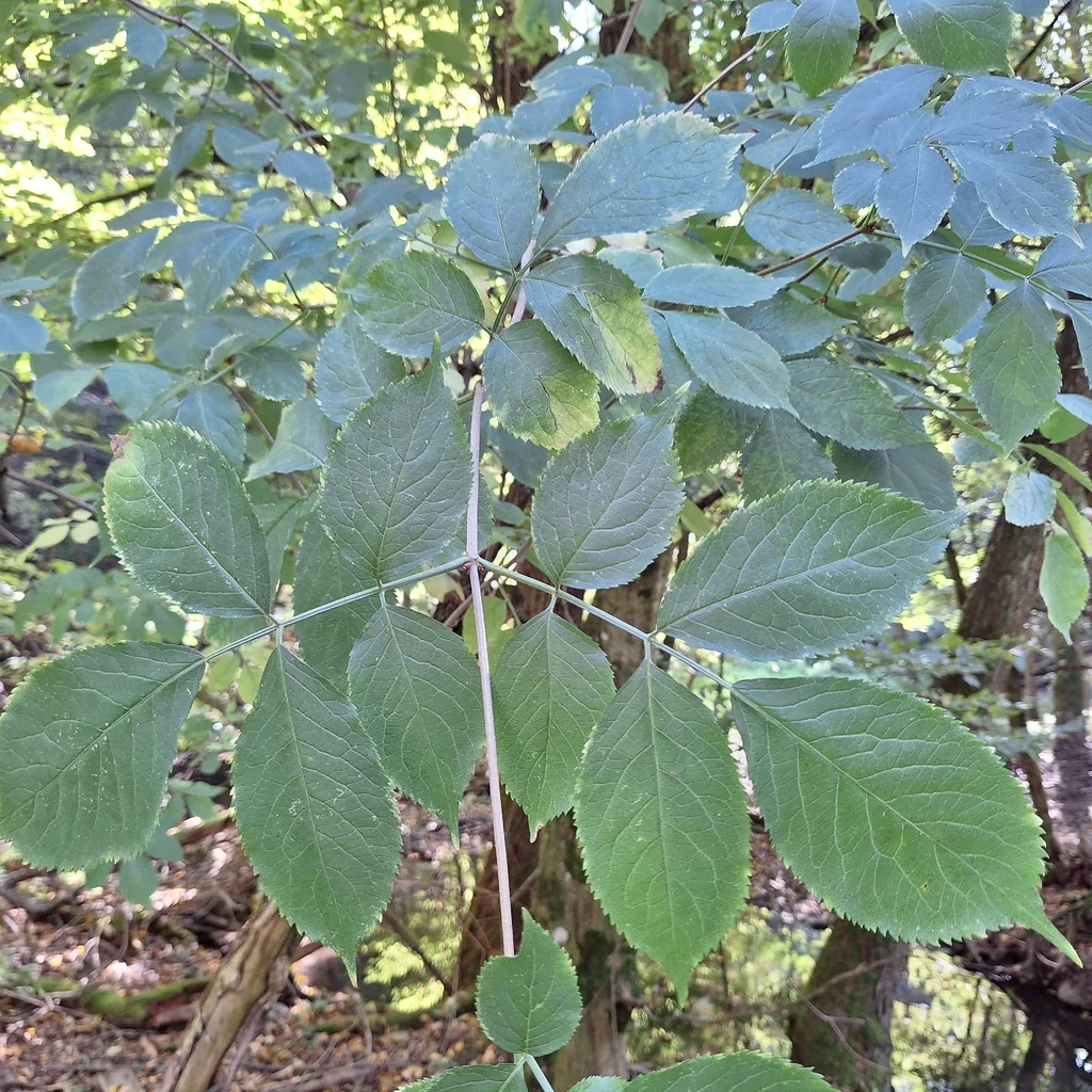 Sambucus nigra