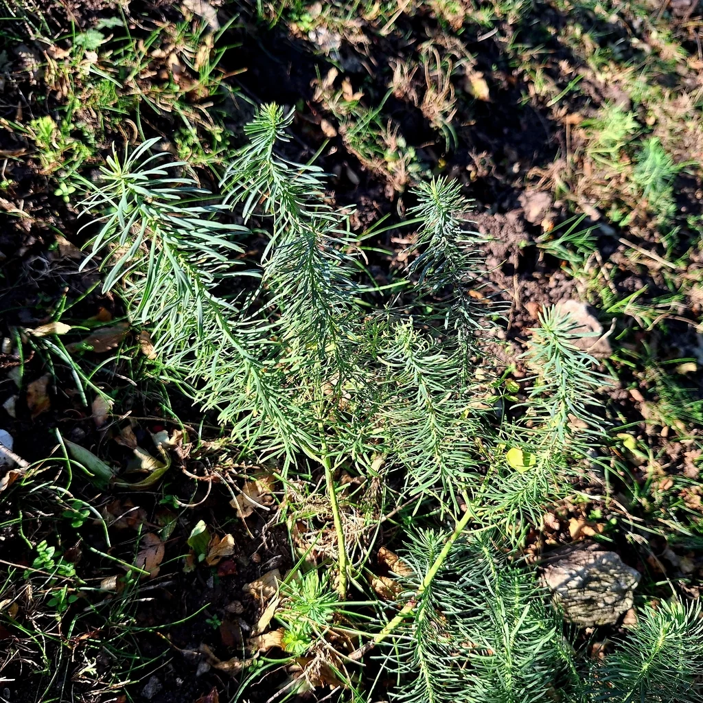 Euphorbia Cyparissias