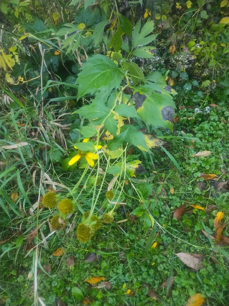 Rudbeckia Laciniata