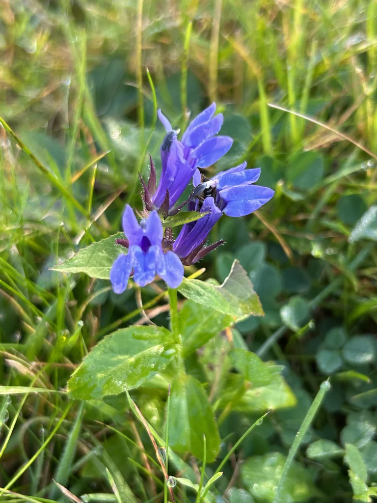 Lobelia Siphilitica