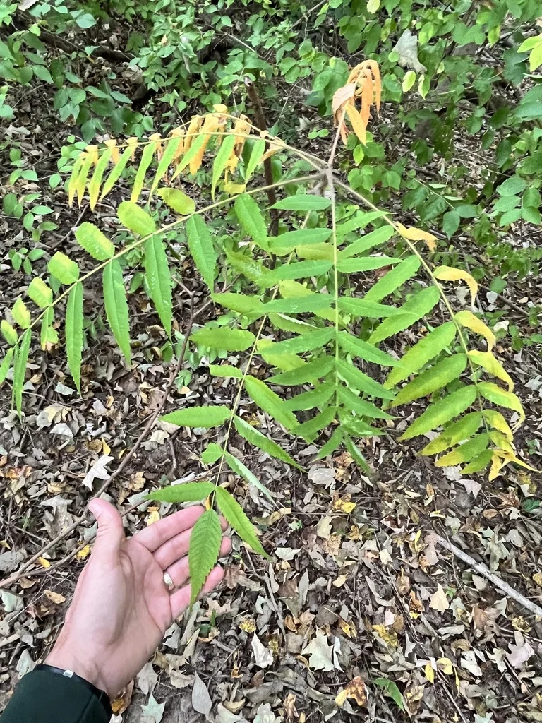 Rhus Typhina