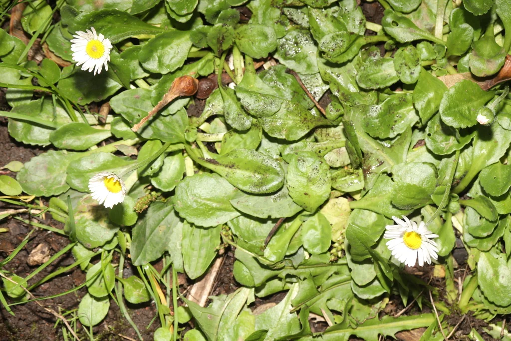 Bellis Perennis
