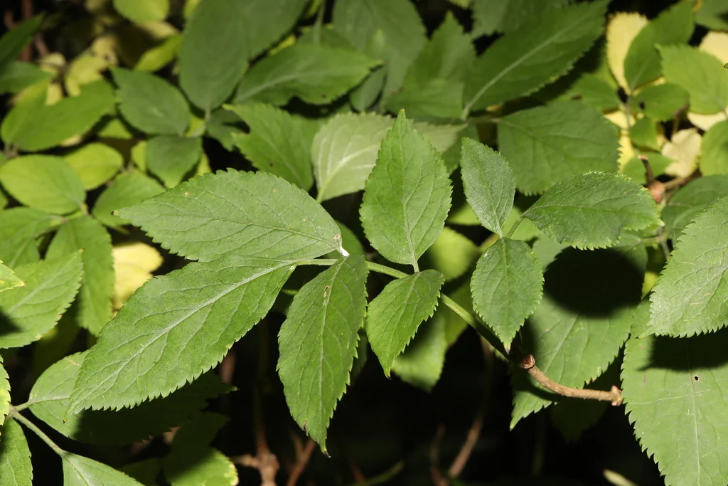 Sambucus nigra