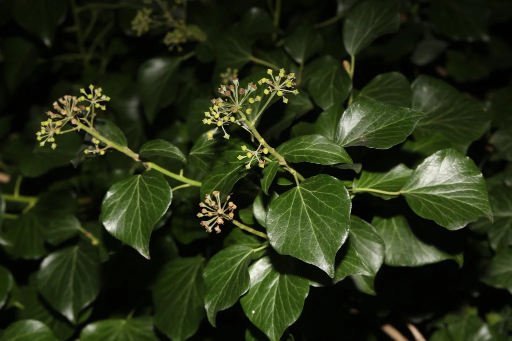Hedera helix