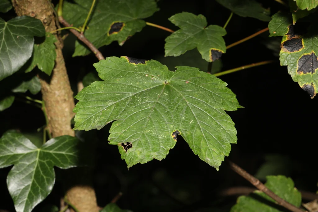 Acer Pseudoplatanus