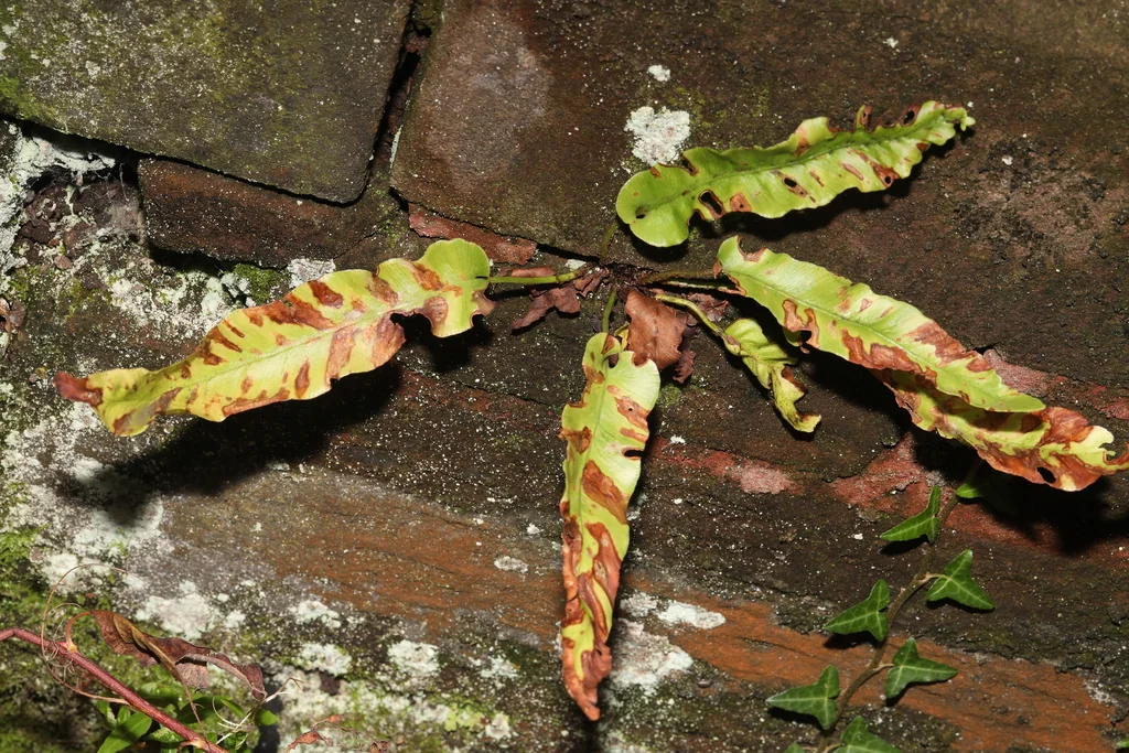 Asplenium Scolopendrium