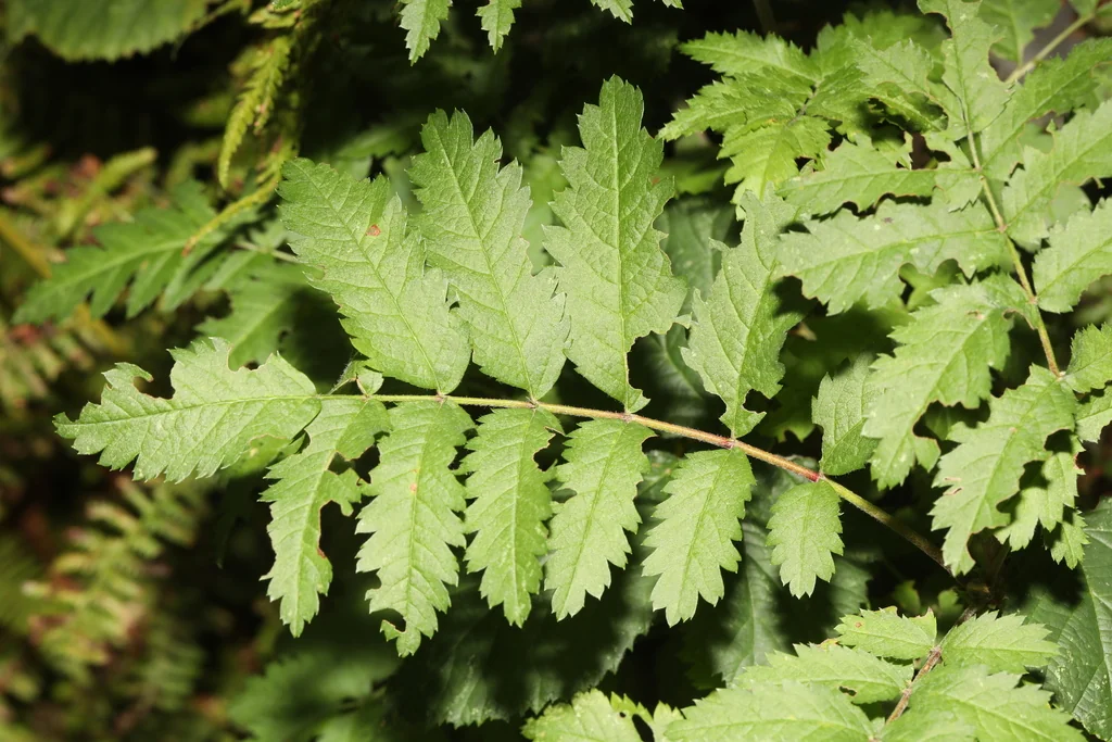 Sorbus Aucuparia