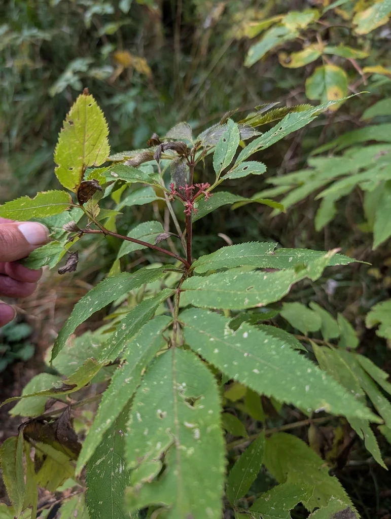 Sambucus Racemosa