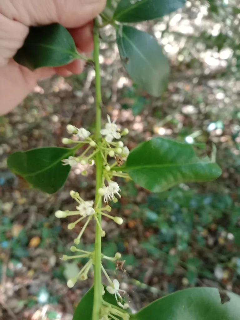 Ilex Aquifolium