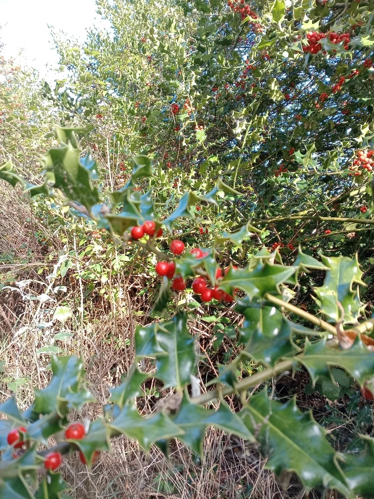 Ilex Aquifolium