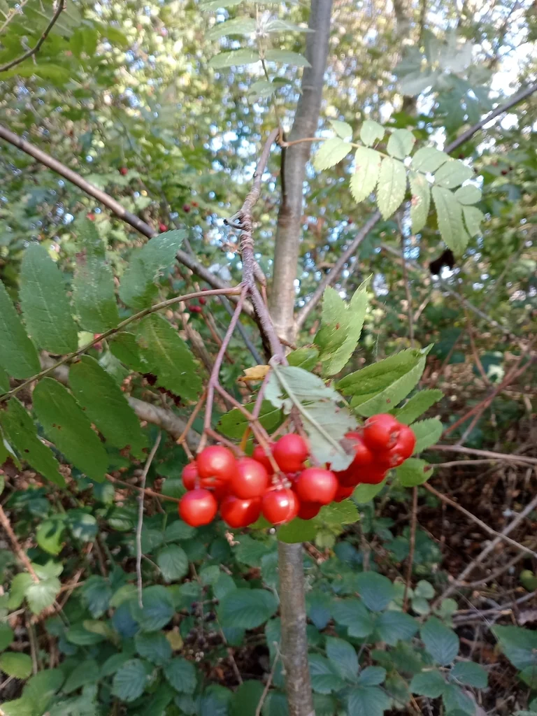 Sorbus Aucuparia