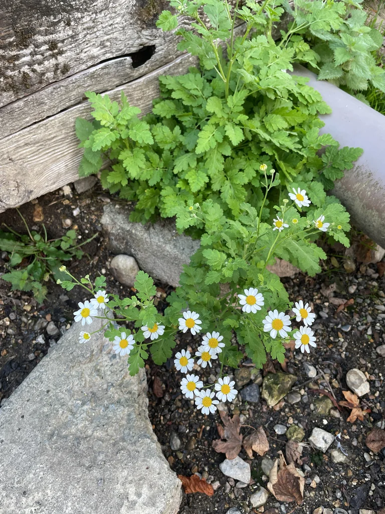 Tanacetum Parthenium