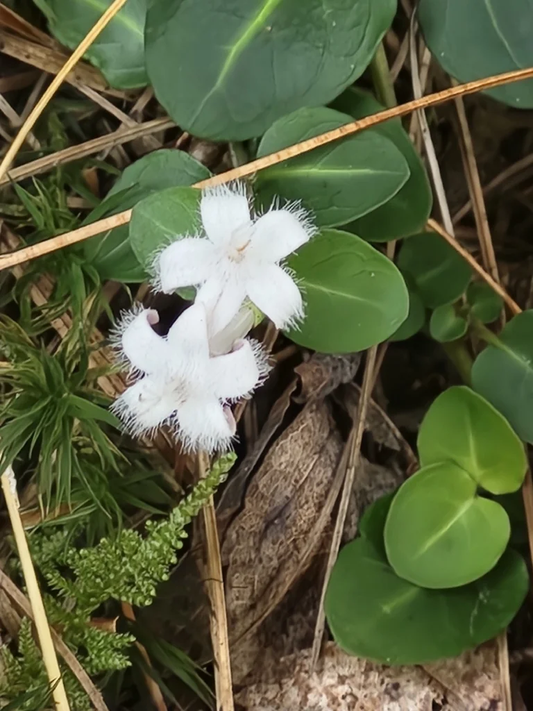 Mitchella Repens