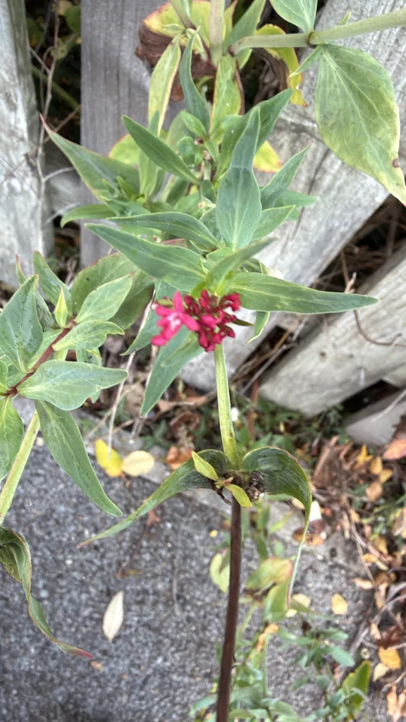 Centranthus Ruber