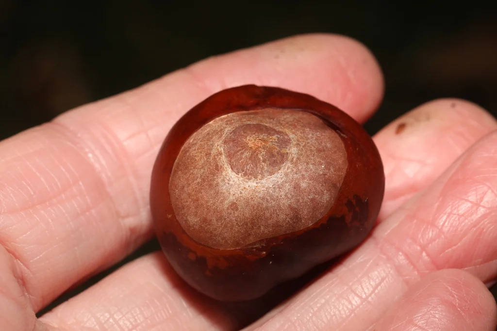 Aesculus Hippocastanum