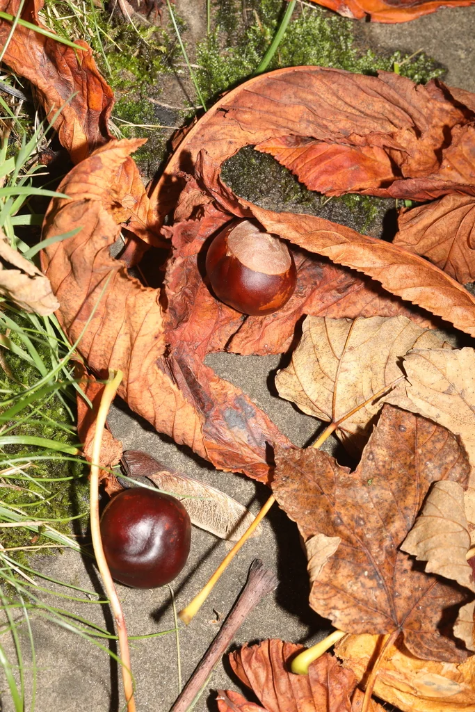 Aesculus Hippocastanum