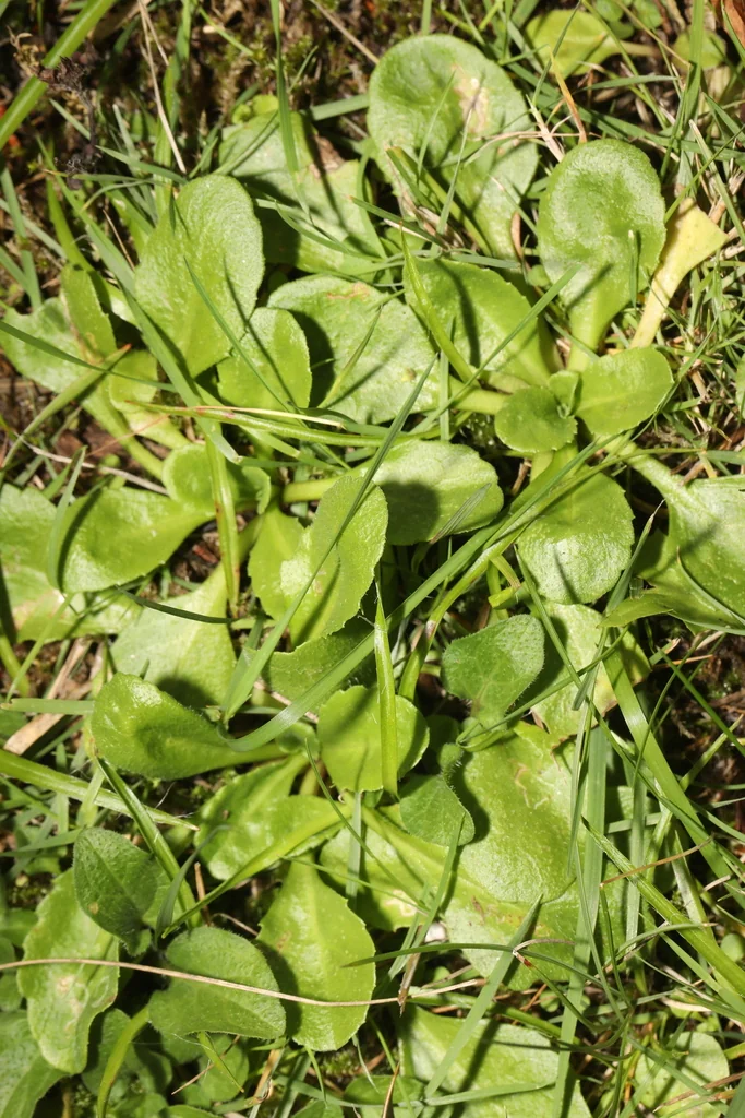 Bellis Perennis