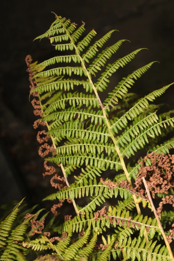Athyrium filix-femina