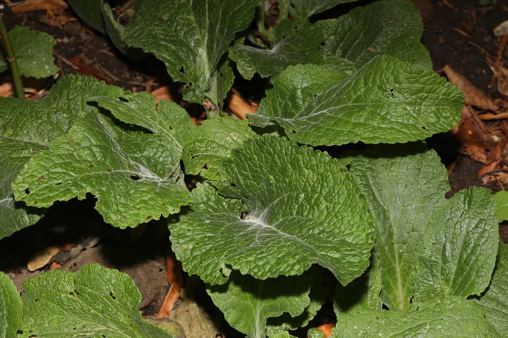 Digitalis Purpurea