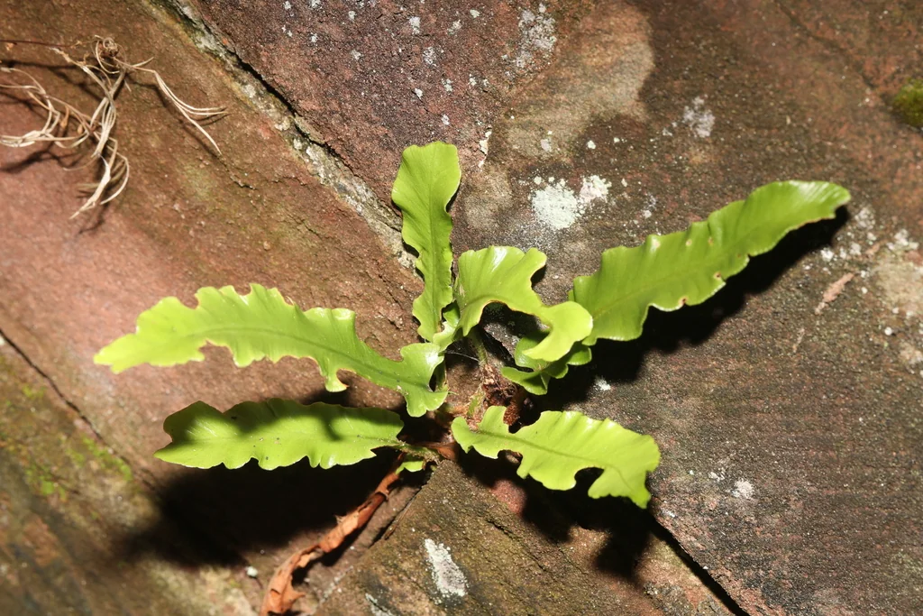 Asplenium Scolopendrium