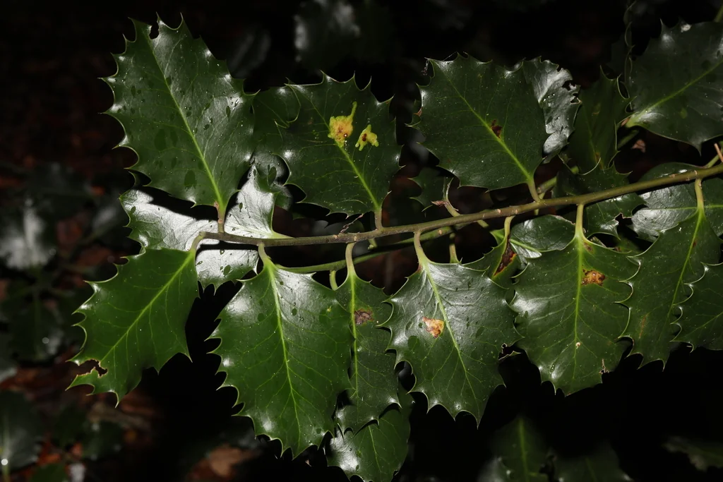 Ilex Aquifolium