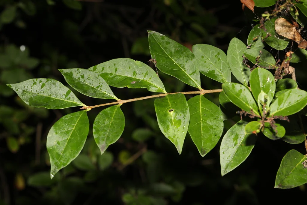Ligustrum Ovalifolium