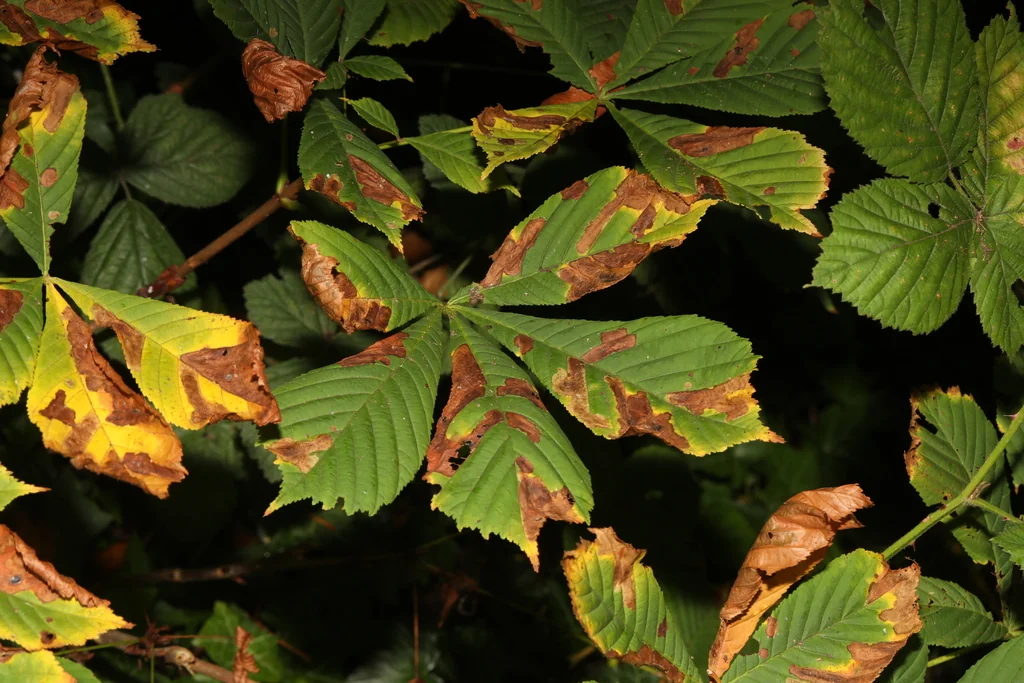 Aesculus Hippocastanum