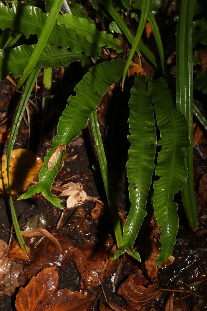 Asplenium Scolopendrium