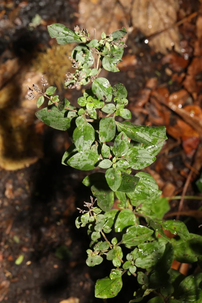 Origanum Vulgare