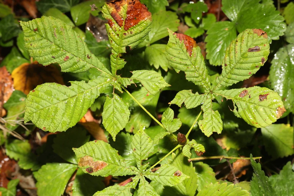 Aesculus Hippocastanum