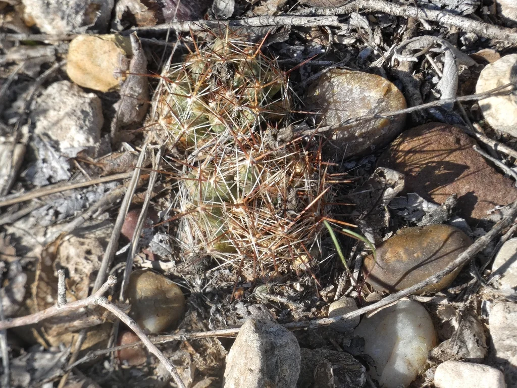 Escobaria Vivipara