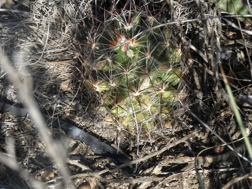Escobaria Vivipara