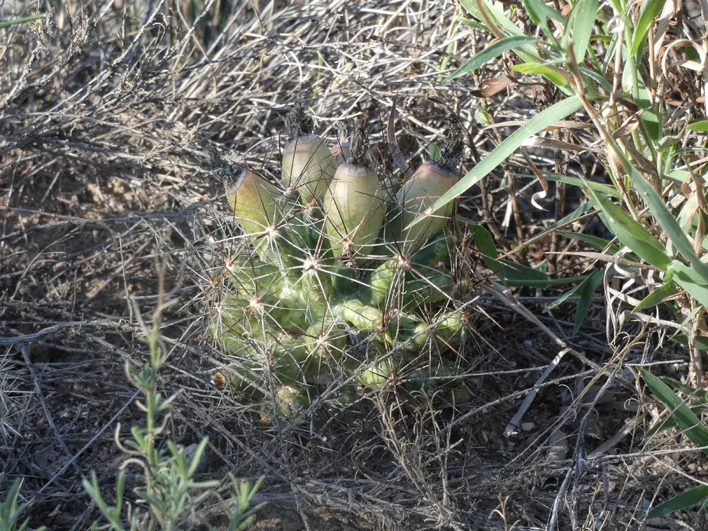 Escobaria Vivipara