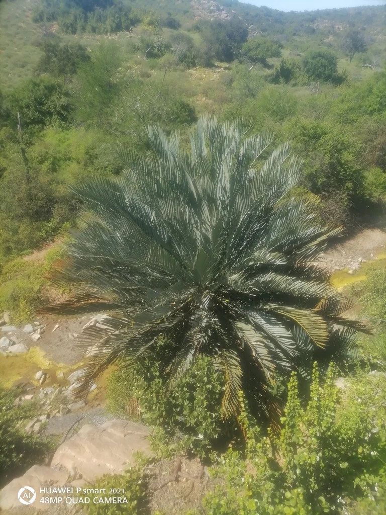 Encephalartos Lehmannii