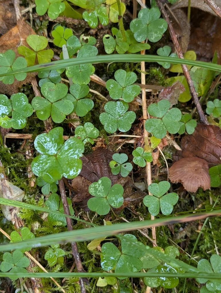 Oxalis Acetosella