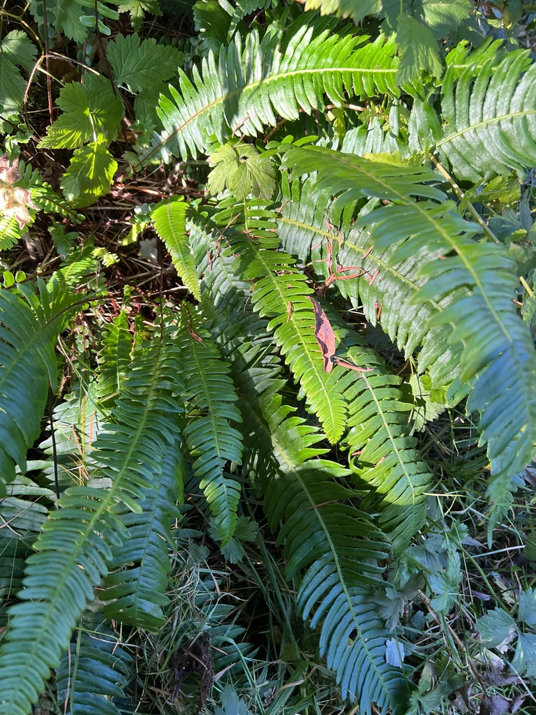Blechnum Spicant