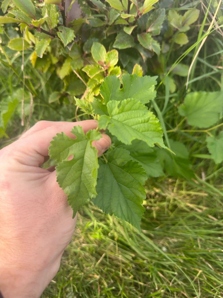 Morus Alba