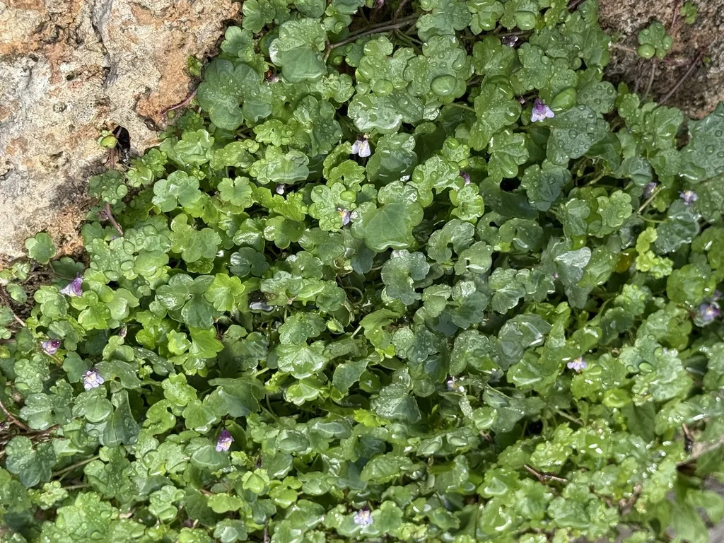 Cymbalaria Muralis