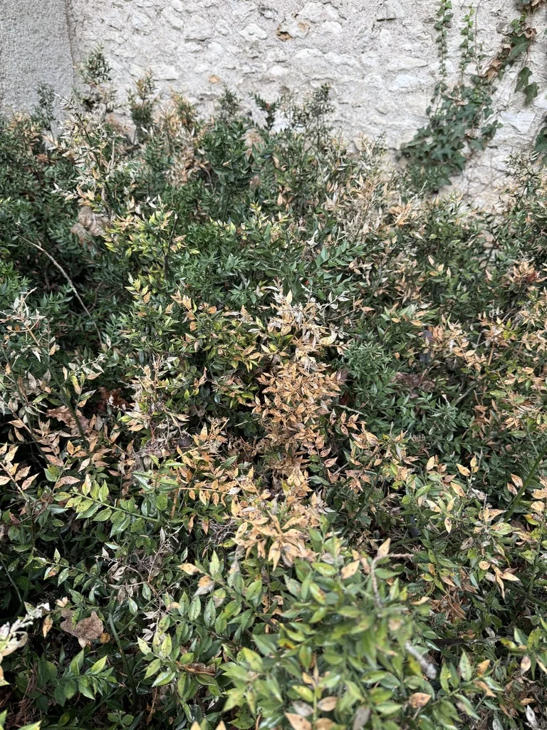 Ruscus Aculeatus
