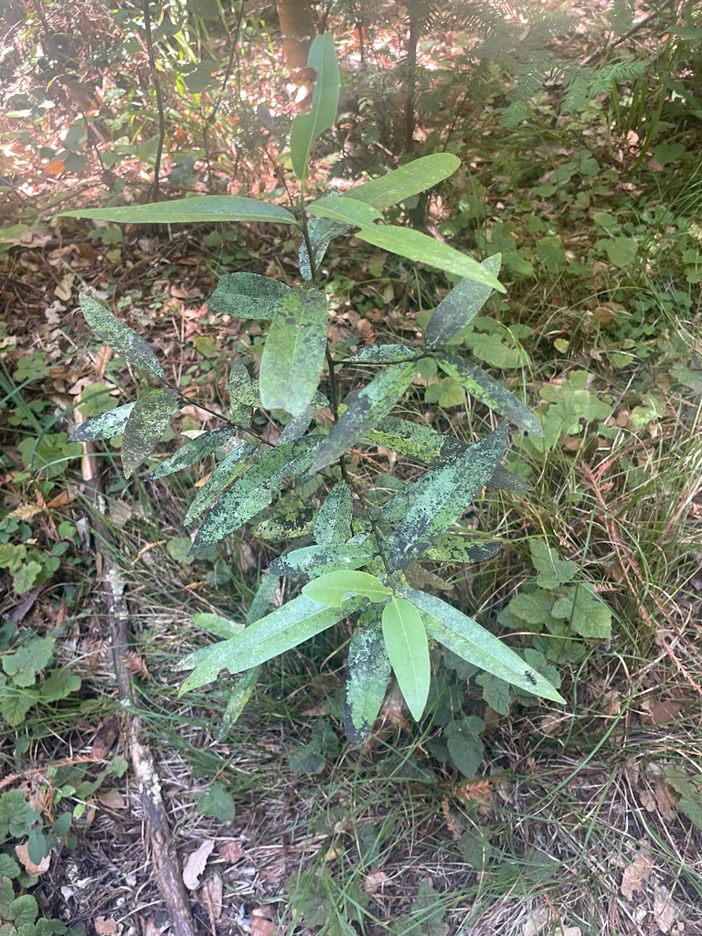 Umbellularia Californica
