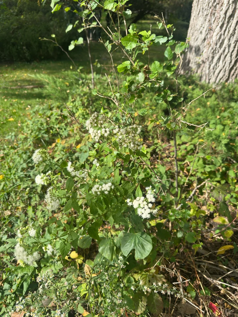 Ageratina Altissima