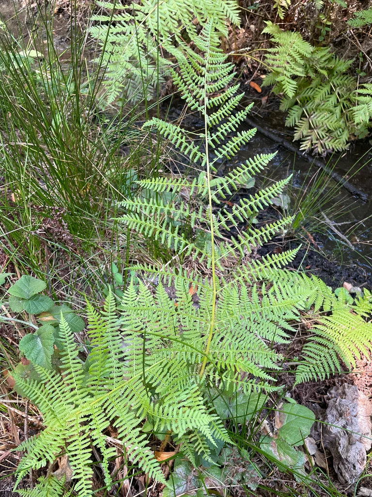 Athyrium filix-femina